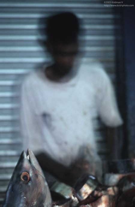 Negombo fishing harbour. Cutting up fish