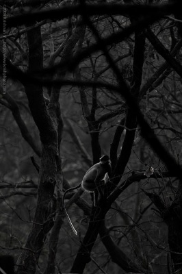 Langur Silhouette