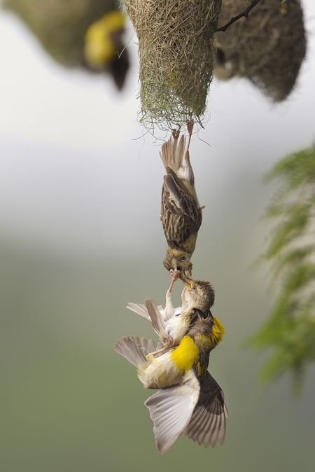 naturesbestasia2017