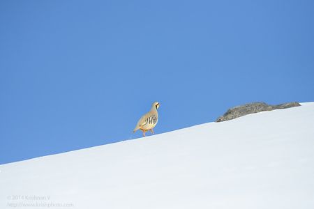 Chukar partridge