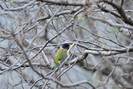 Great Barbet at Rampur