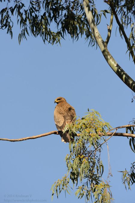 Steppe Eagle