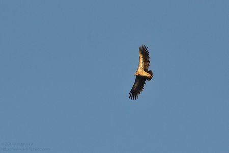 Himalayan Griffon