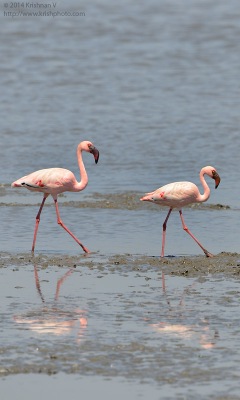 Flamingos at Sewri