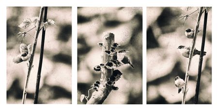 Trio-Dark-Fronted-BabblersBW2