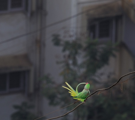 Alexandrine Parakeet Preening